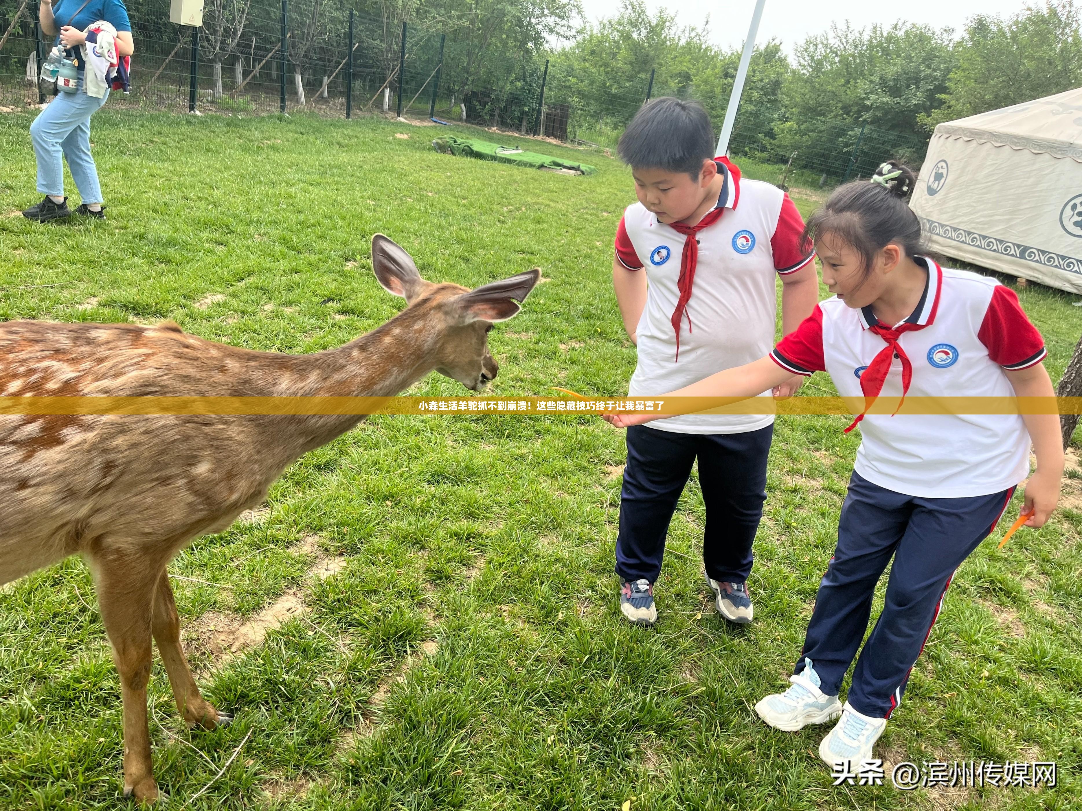 小森生活羊駝抓不到崩潰！這些隱藏技巧終于讓我暴富了